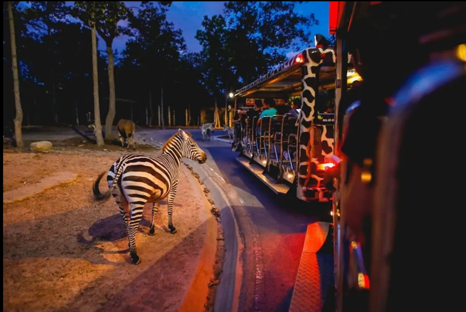 清邁夜間動物園