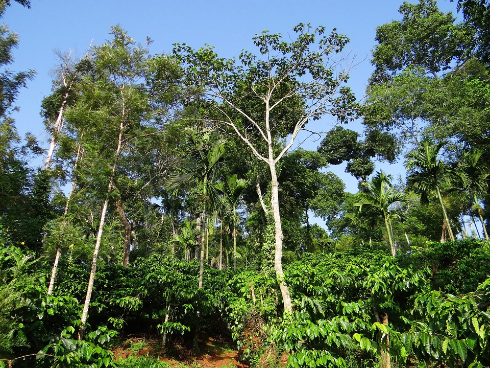 Ananthagiri Hills Coffee Plantation 