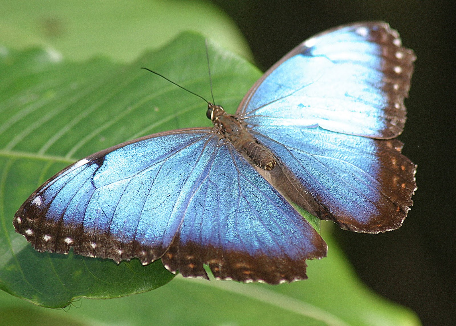 Butterfly farm in La Fortuna