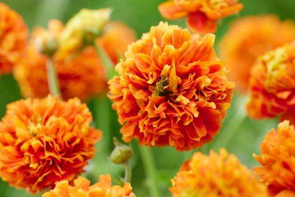 The flouncy, flaming flowers of Geum ‘Orange Pumpkin’