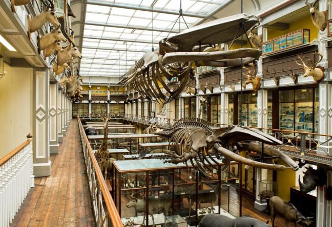 Natural History Celebrates 160 | Museum Open Day | Events On In Dublin ...