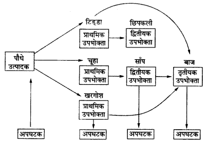 UP Board Solutions for Class 12 Biology Chapter 14 Ecosystem 2Q.3