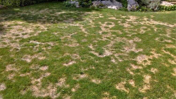 Lawn Affected by Brown Patch Fungal Disease