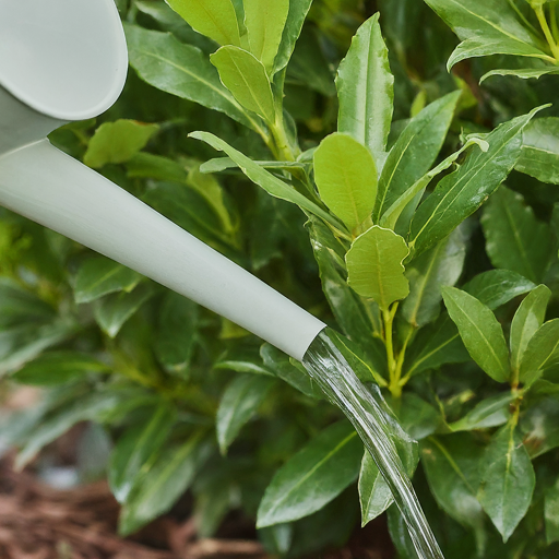 Watering Wisdom: Quenching Your Laurel's Thirst