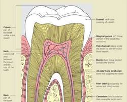 Image of Histologi gigi dan mulut