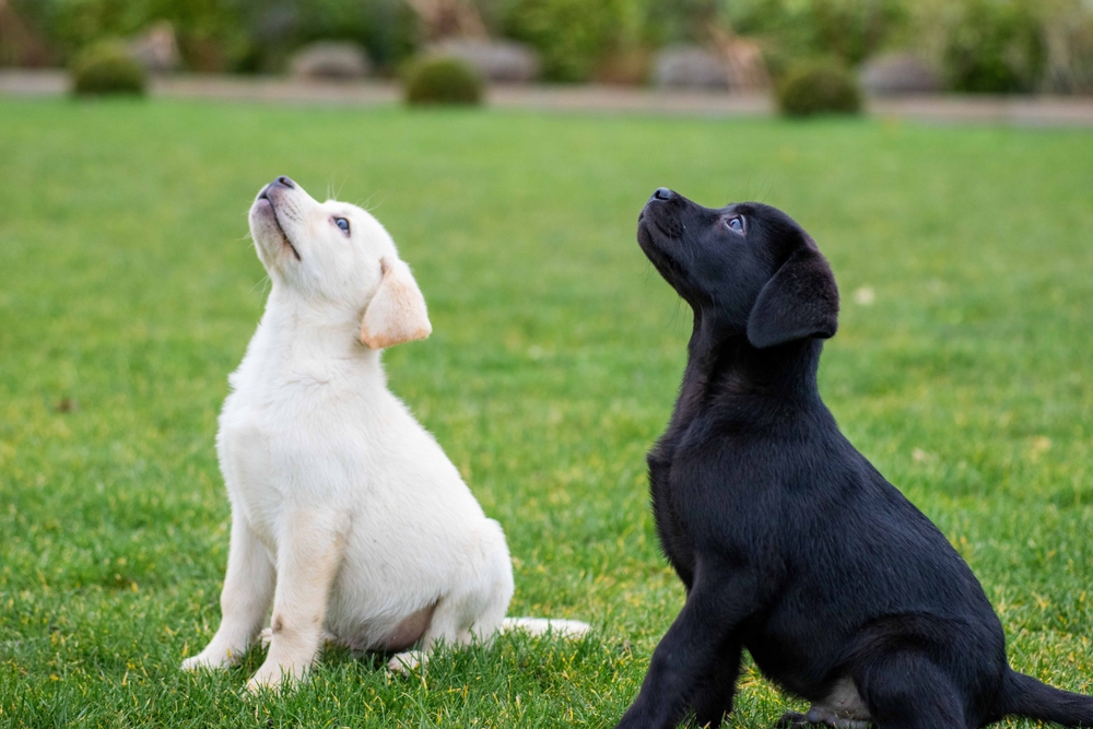 dos cachorros sentados en la hierba