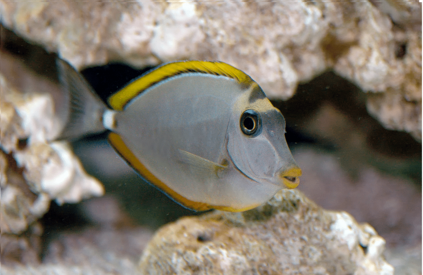 blonde naso tang