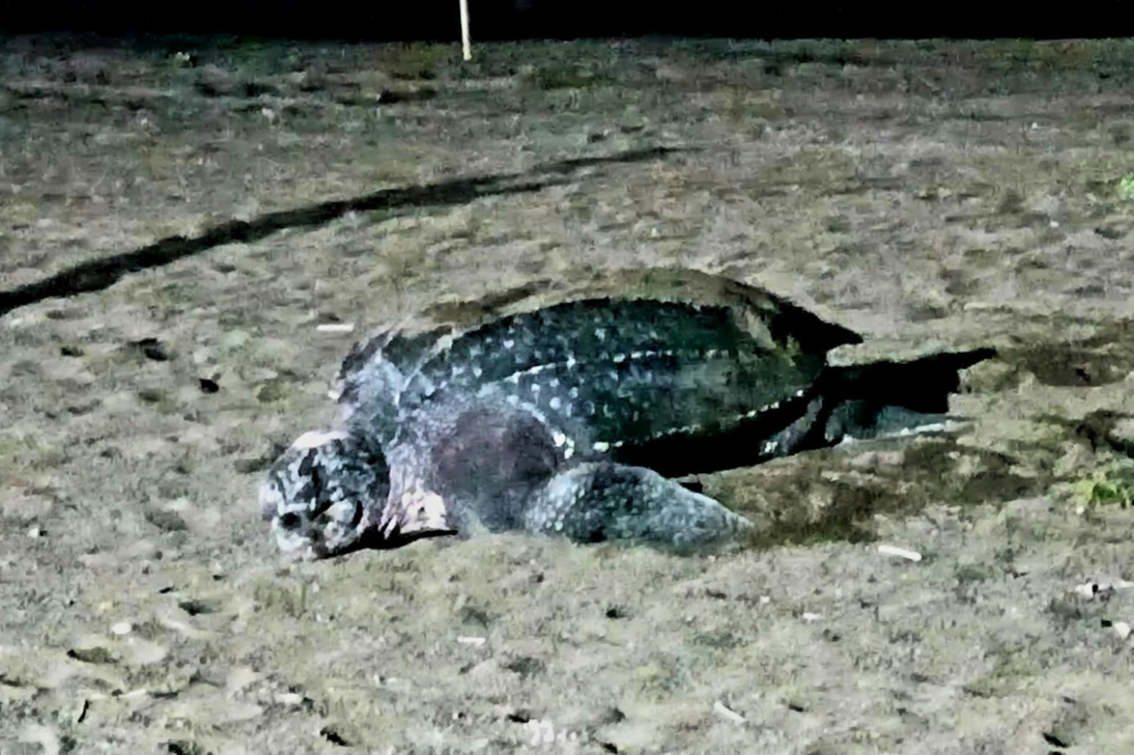 Sea turtle returns to lay eggs.