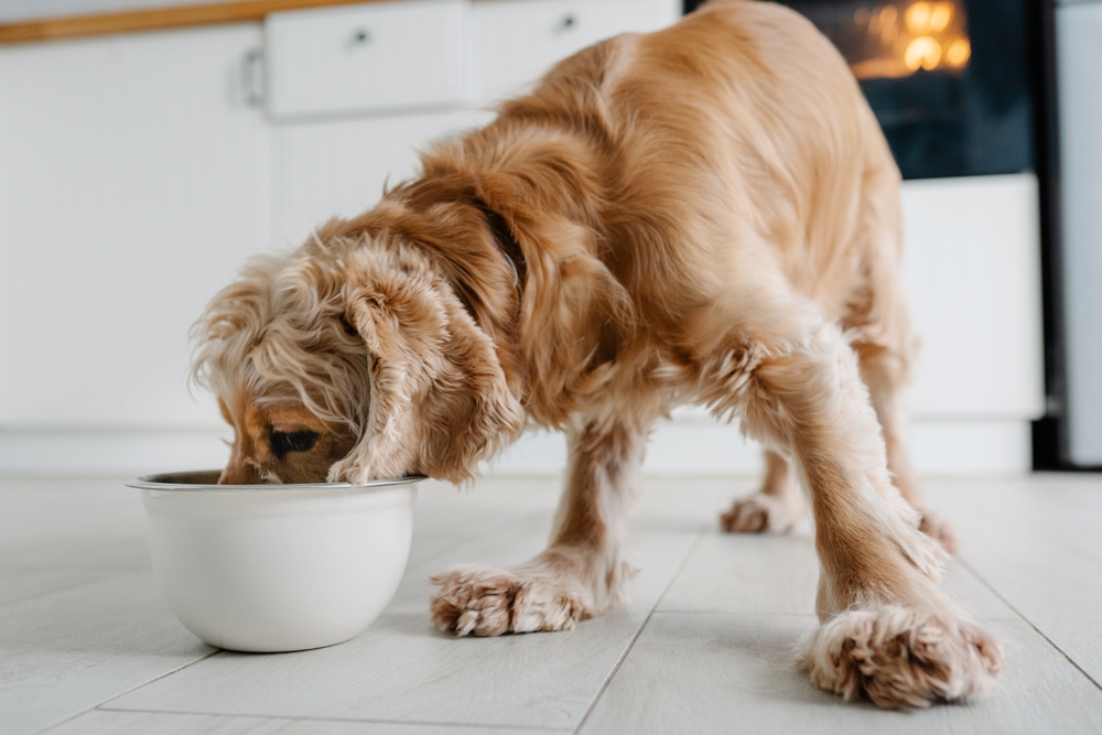 Inglés perro cocker spaniel comer comida beber agua de la taza en el flotador en la cocina de casa