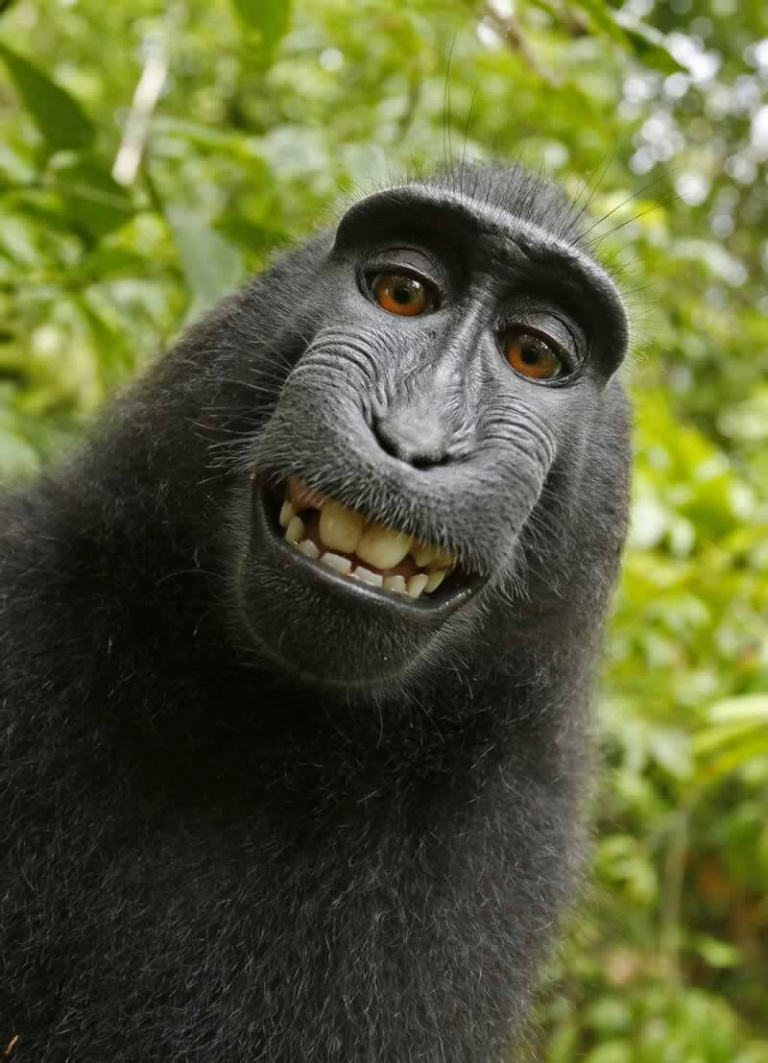 A selfie clicked by a monkey itself but still it couldn't get the copyright claim for its picture