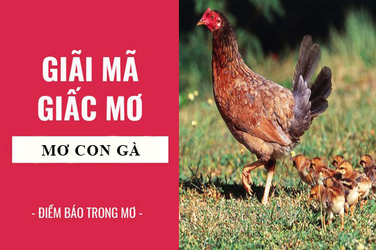 Mơ thấy gà: Ý nghĩa và Tượng trưng trong Giấc mơ