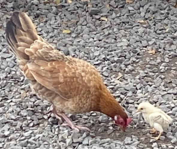 A chicken and chick on gravel

Description automatically generated