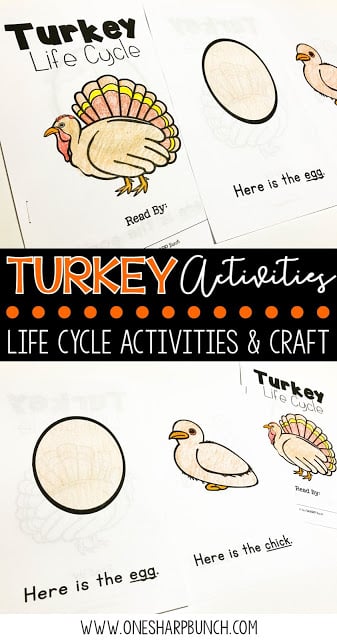 FREE turkey life cycle activities, including pocket chart sentences. Perfect for Thanksgiving centers and turkey time! Keep your kiddos engaged with these turkey activities, adorable turkey crafts and turkey centers!