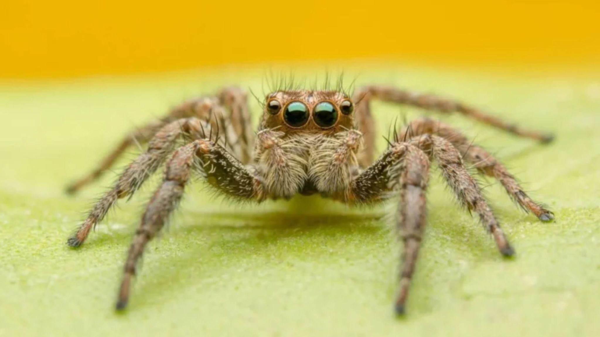 What Do Jumping Spiders Eat