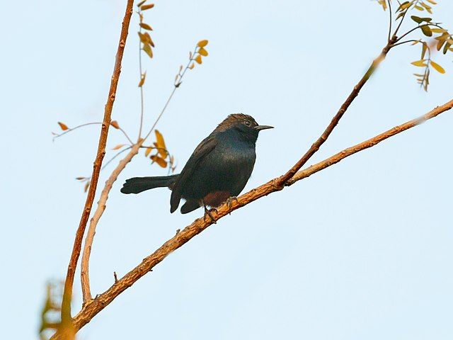  Birds in Ananthagiri hills