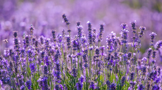 Un champ de lavande en pleine floraison, avec des tiges violettes s'étendant à perte de vue.