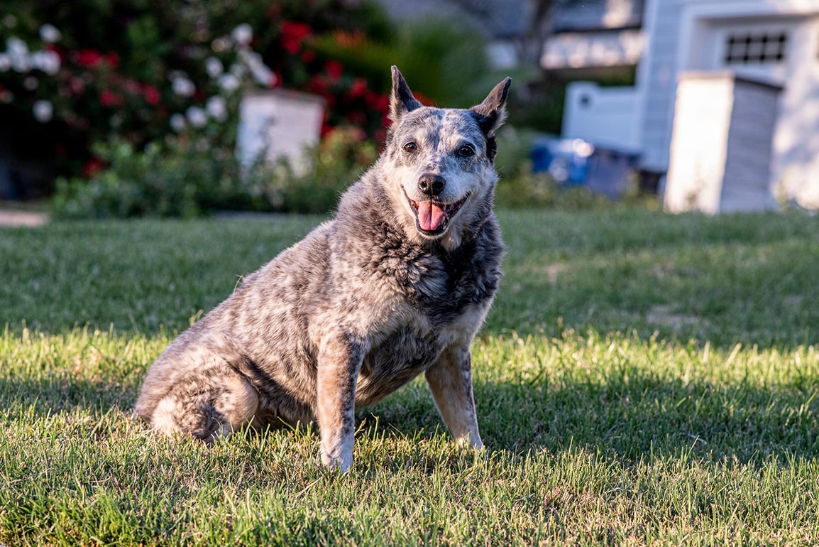 Perro boyero australiano de cola rechoncha