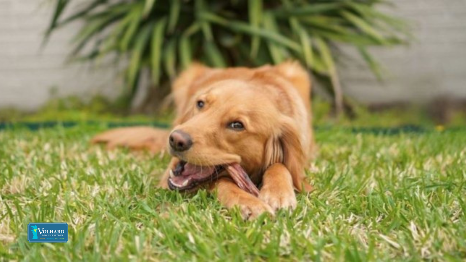 dog eating jerky