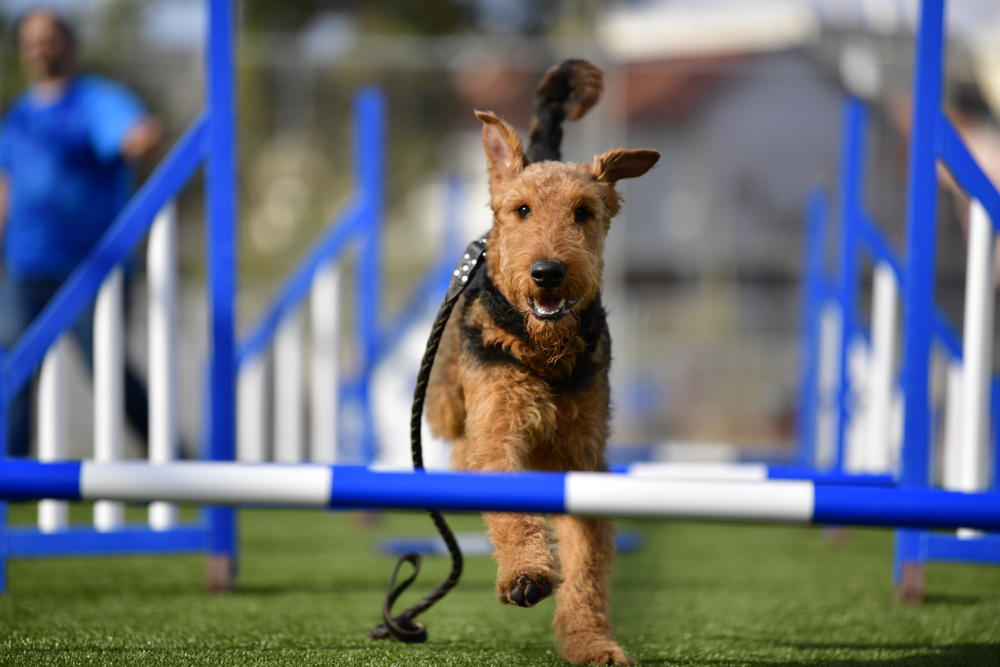 Airedale Terrier de un año en curso de adiestramiento