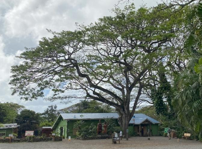 A tree with a green house in the background

Description automatically generated