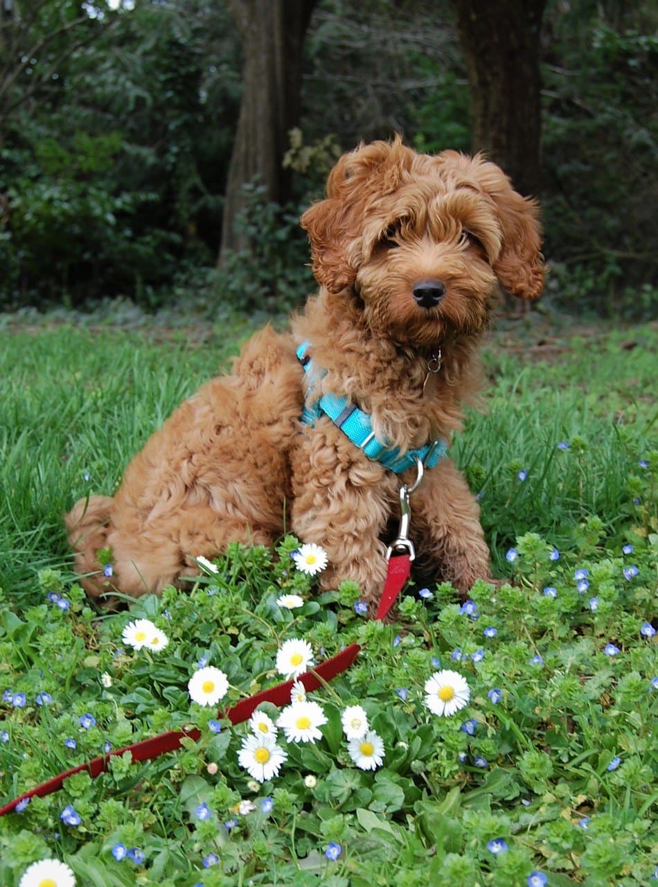 Australian Labradoodle