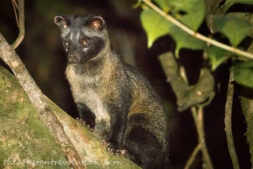 Brown Palm Civet