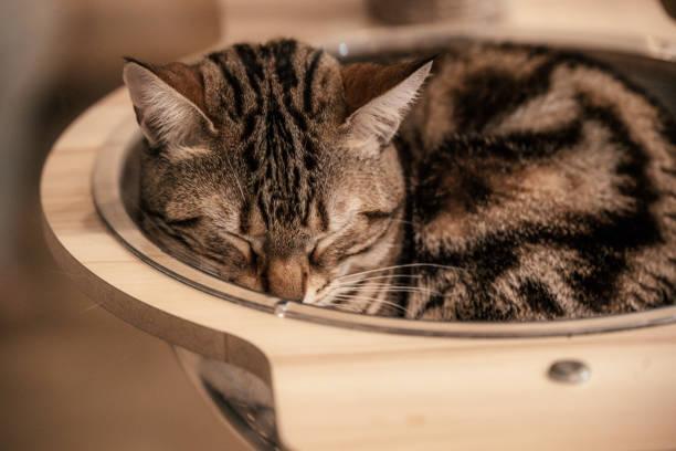 A cat sleeping in a bowl

Description automatically generated