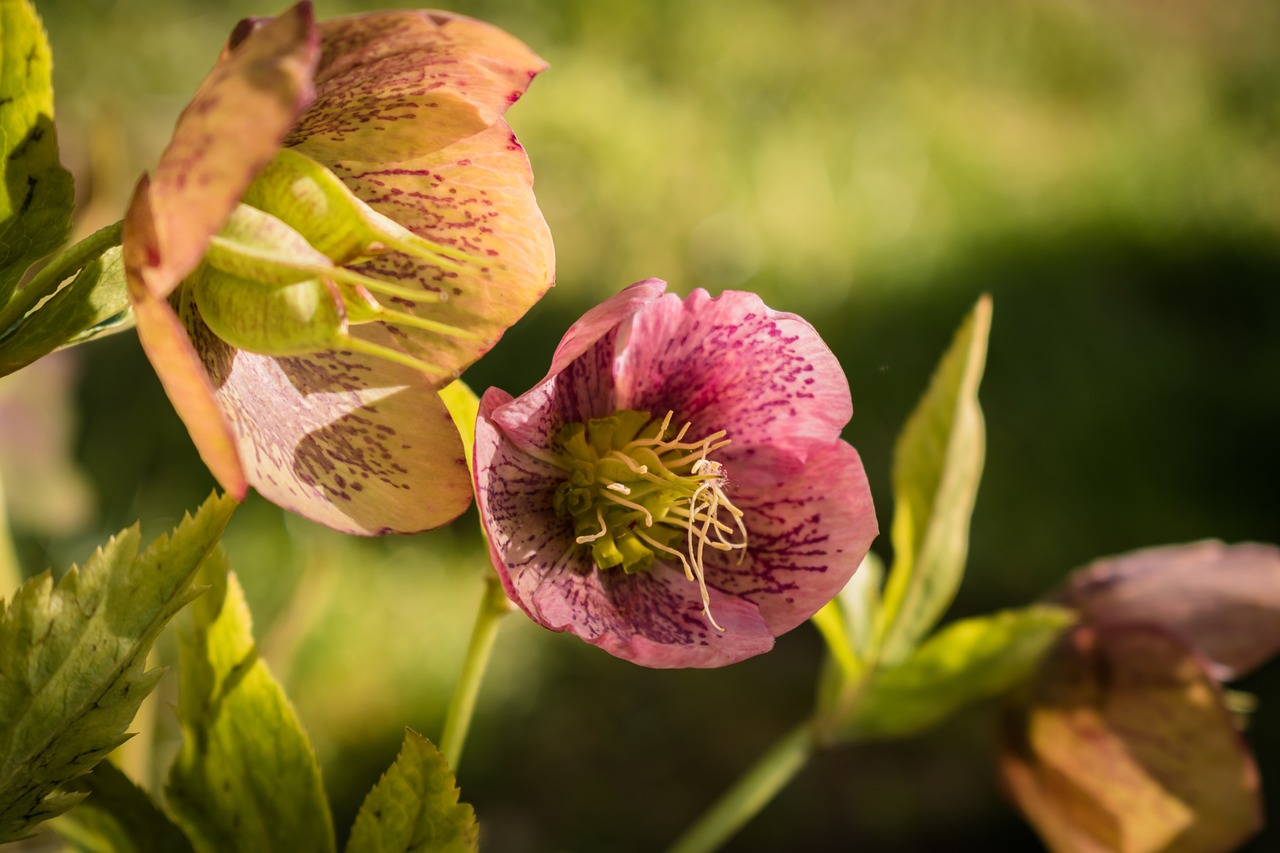 1. Hellébore (Helleborus)