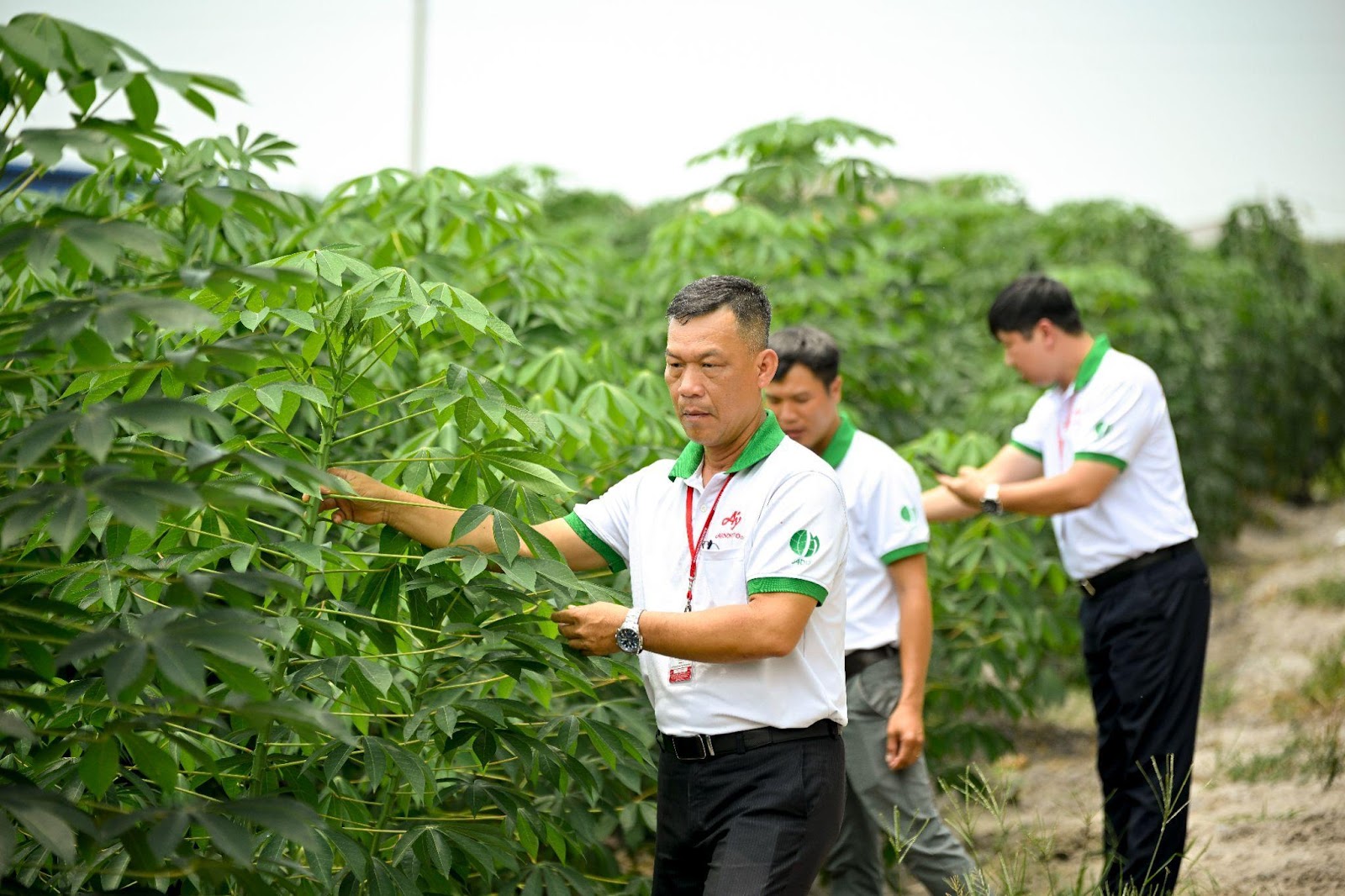 Nhân viên Ajinomoto Việt Nam tích cực hỗ trợ nông dân theo dõi quá trình canh tác khoai mì.