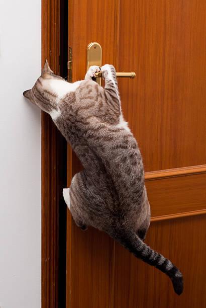 A cat climbing on a door handle

Description automatically generated