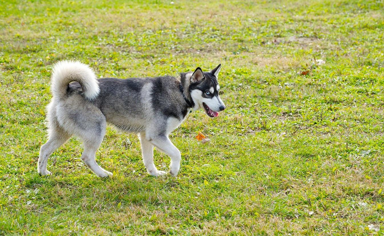 husky miniatura