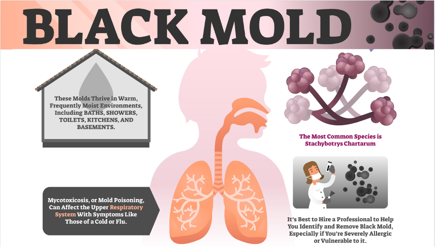 what does black mold look like