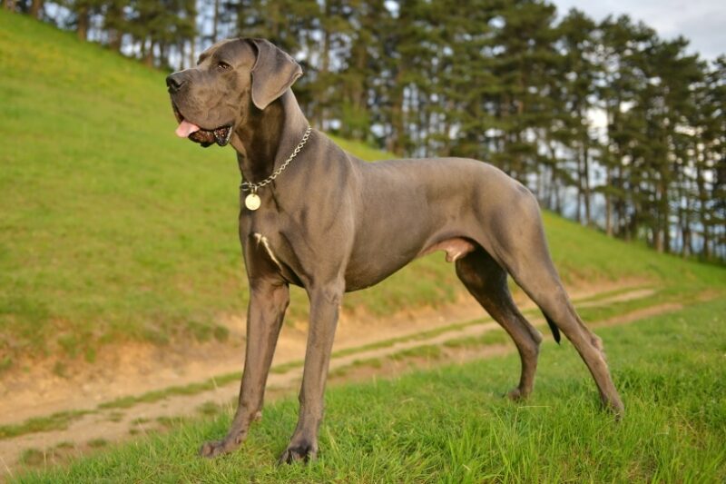 perro gran danés macho sobre hierba