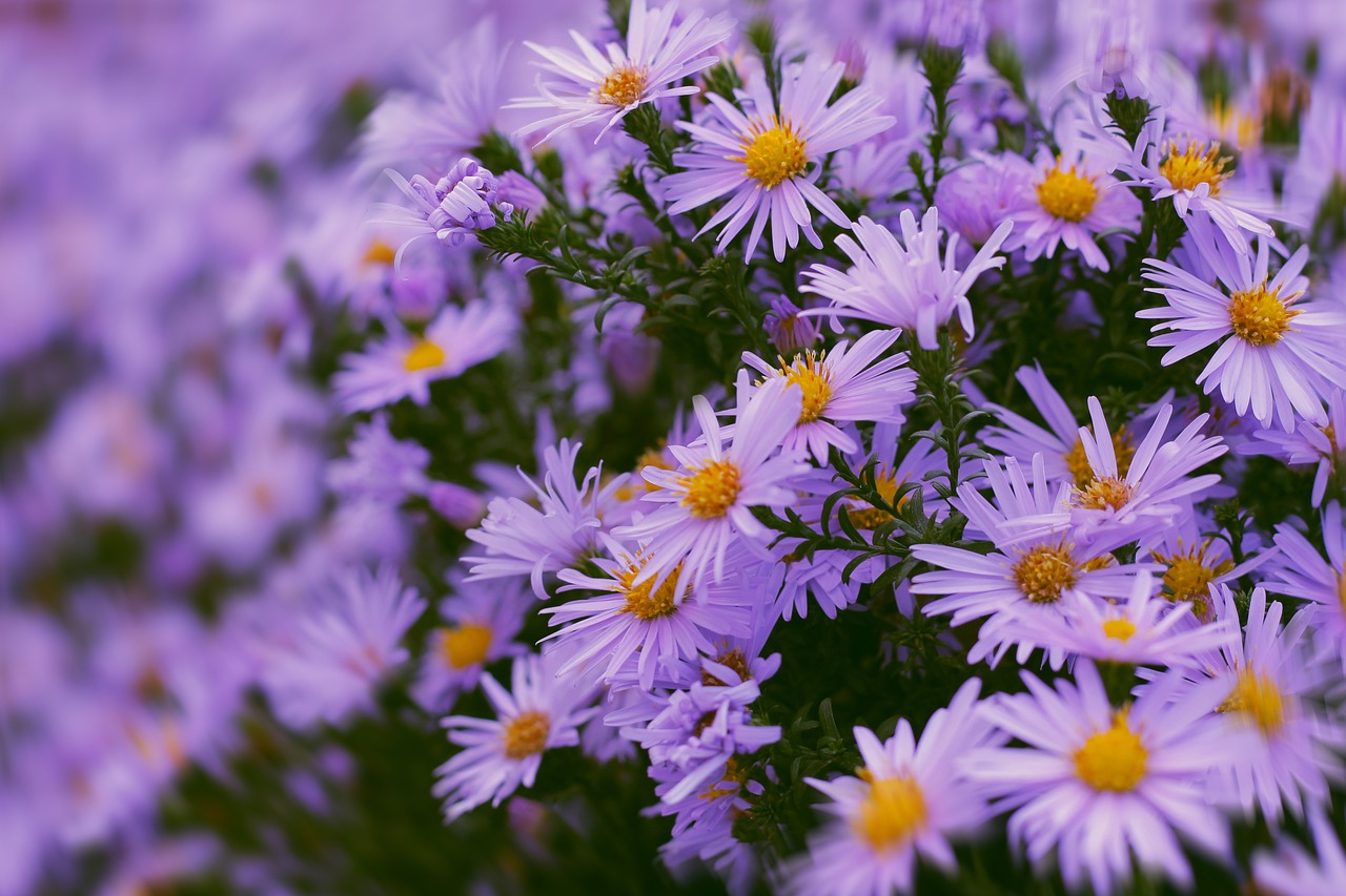 5. Aster (Aster)