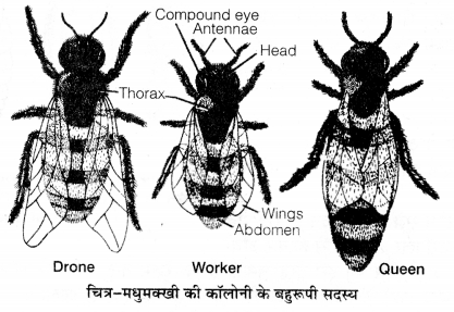 UP Board Solutions for Class 12 Biology Chapter 9 Strategies for Enhancement in Food Production 2Q.2.1