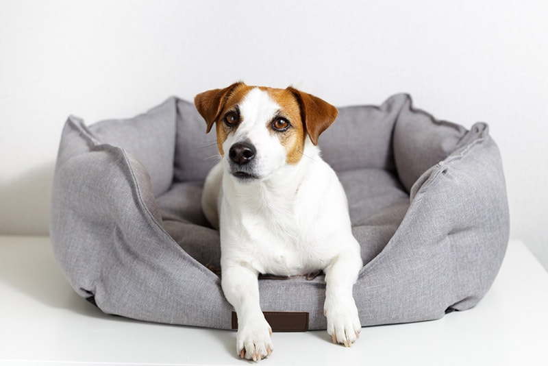 jack russell terrier tumbado en cama de perro gris