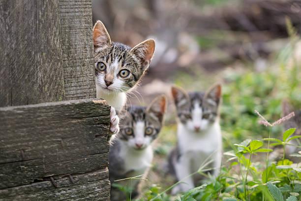 A group of kittens peeking over a wood fence

Description automatically generated