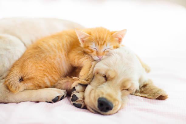 A cat and dog sleeping together

Description automatically generated