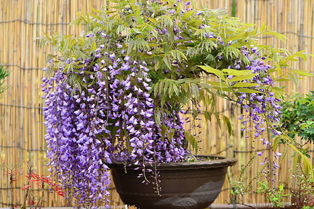 Wisteria Bonsai tree 