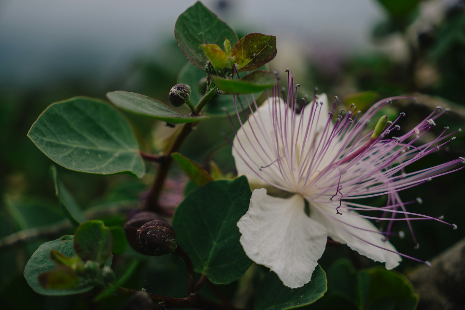 Capparis spinosa 