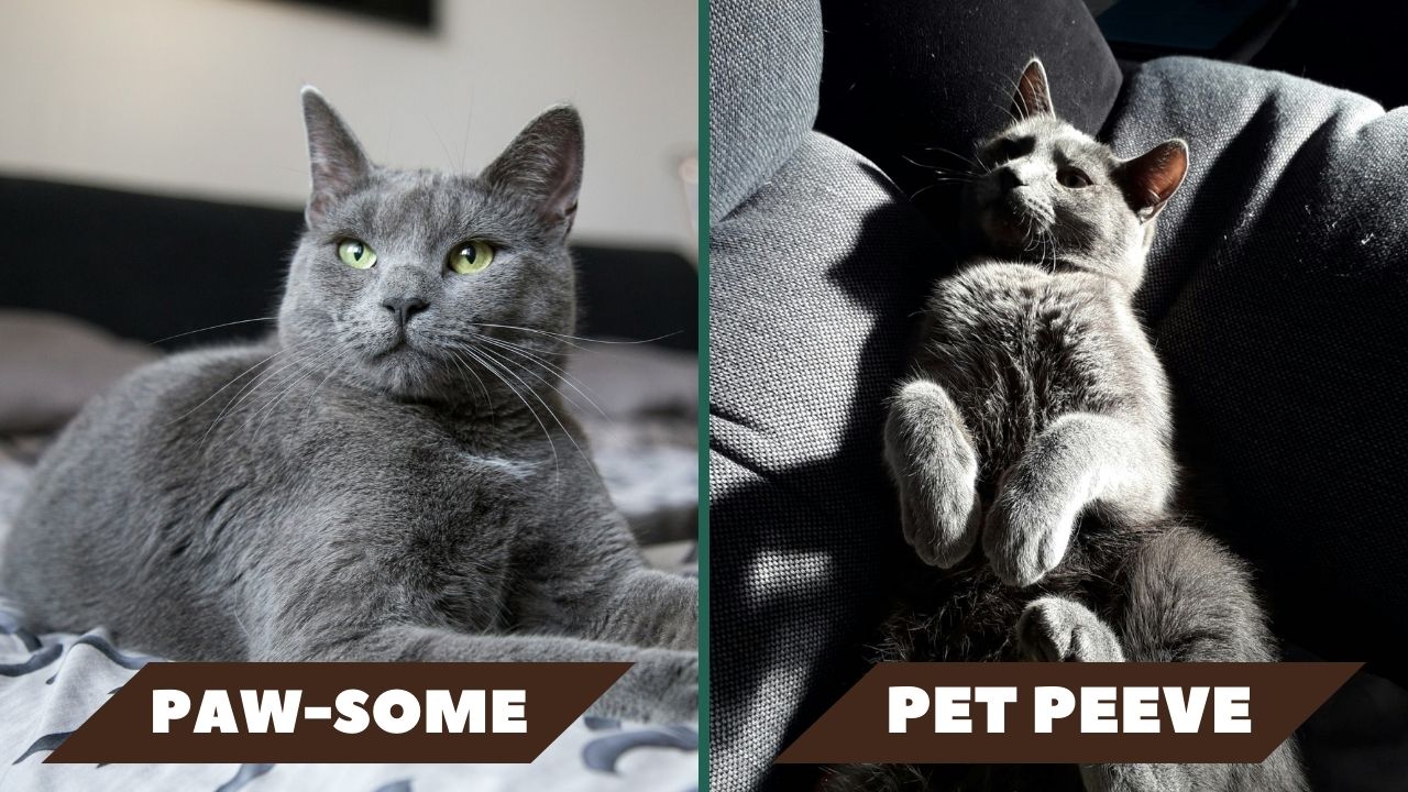 Left: Photo of a gray cat in bright lighting ; Right: Photo of a gray cat in dark lighting