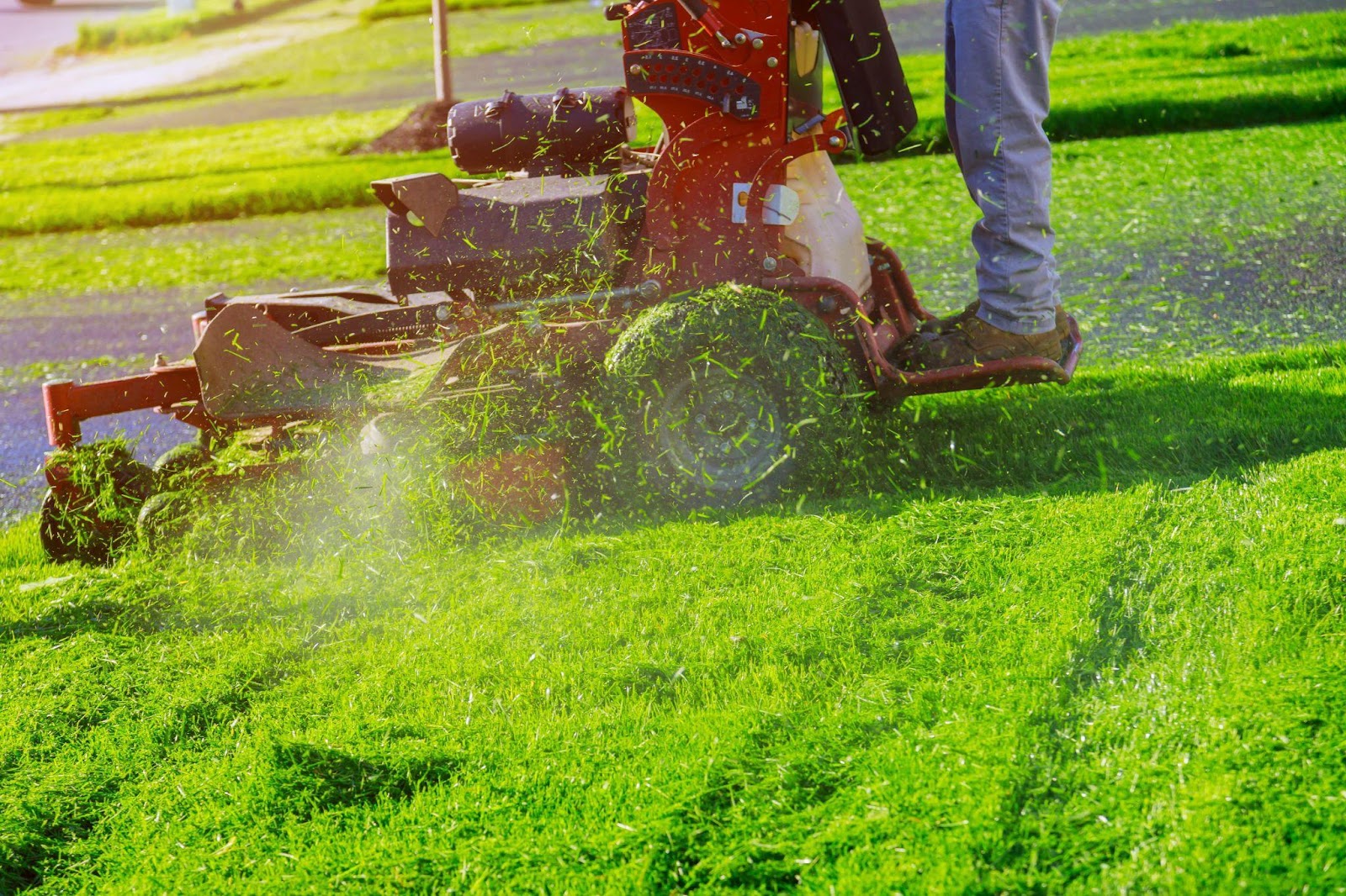 Cost To Clear Overgrown Yard In Canada