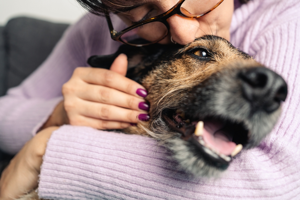 Perro mestizo feliz siendo besado por su dueño