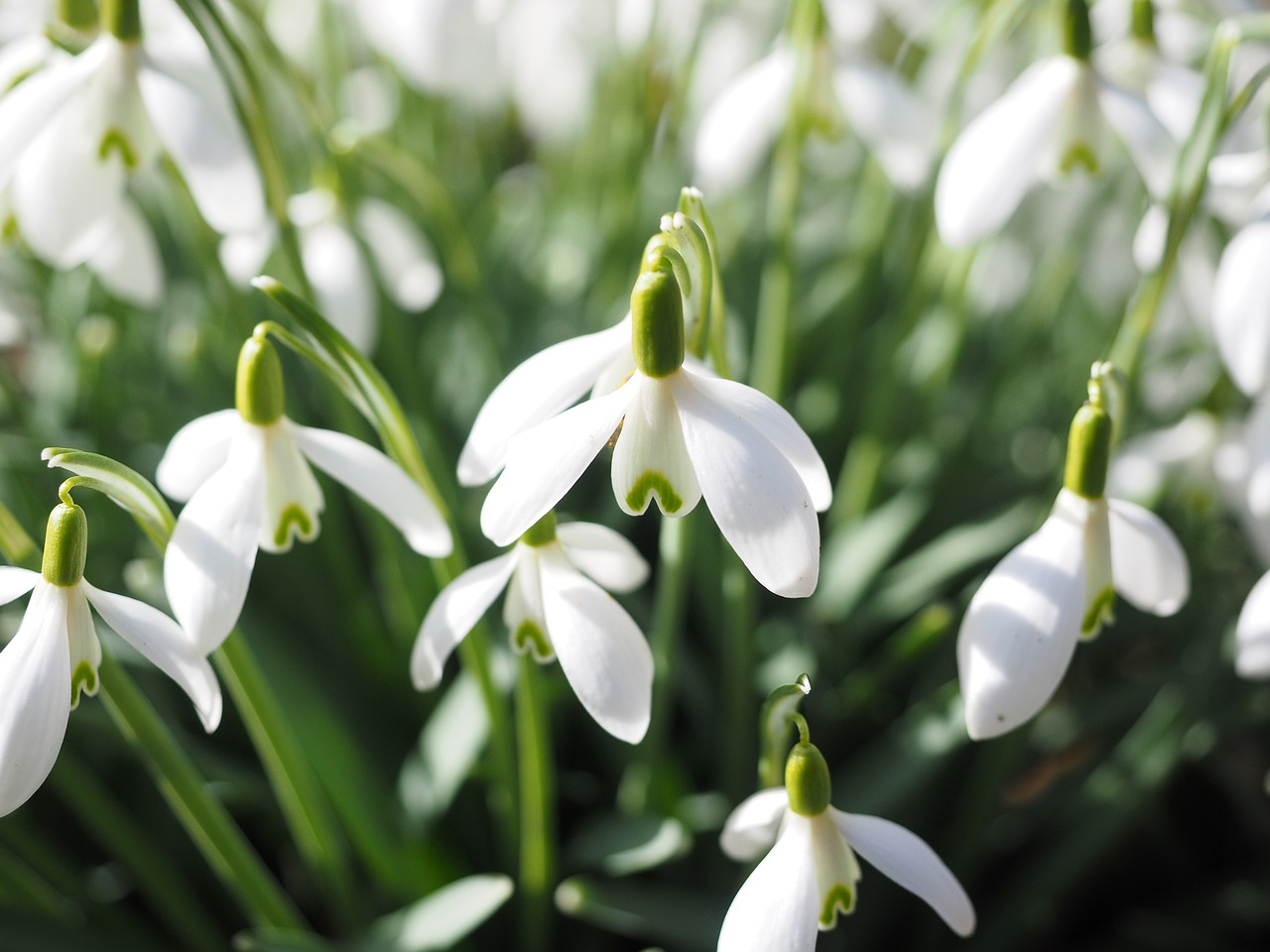 2. Perce-neige (Galanthus)