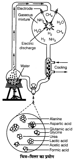 UP Board Solutions for Class 12 Biology Chapter 7 Evolution 2Q.2