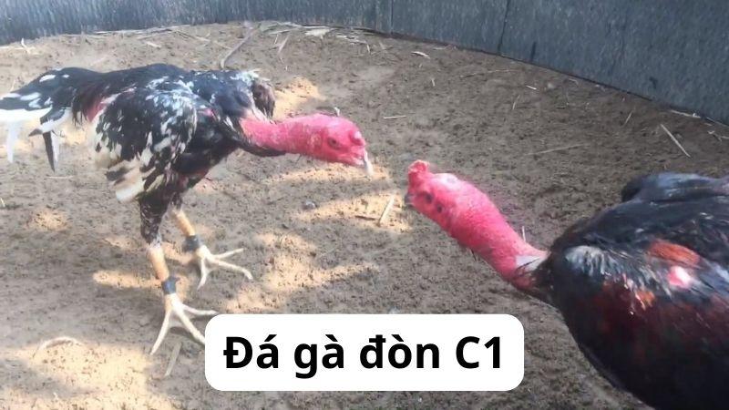 Đá Gà Đòn C1 – Niềm vui kèm tiền cược hấp dẫn