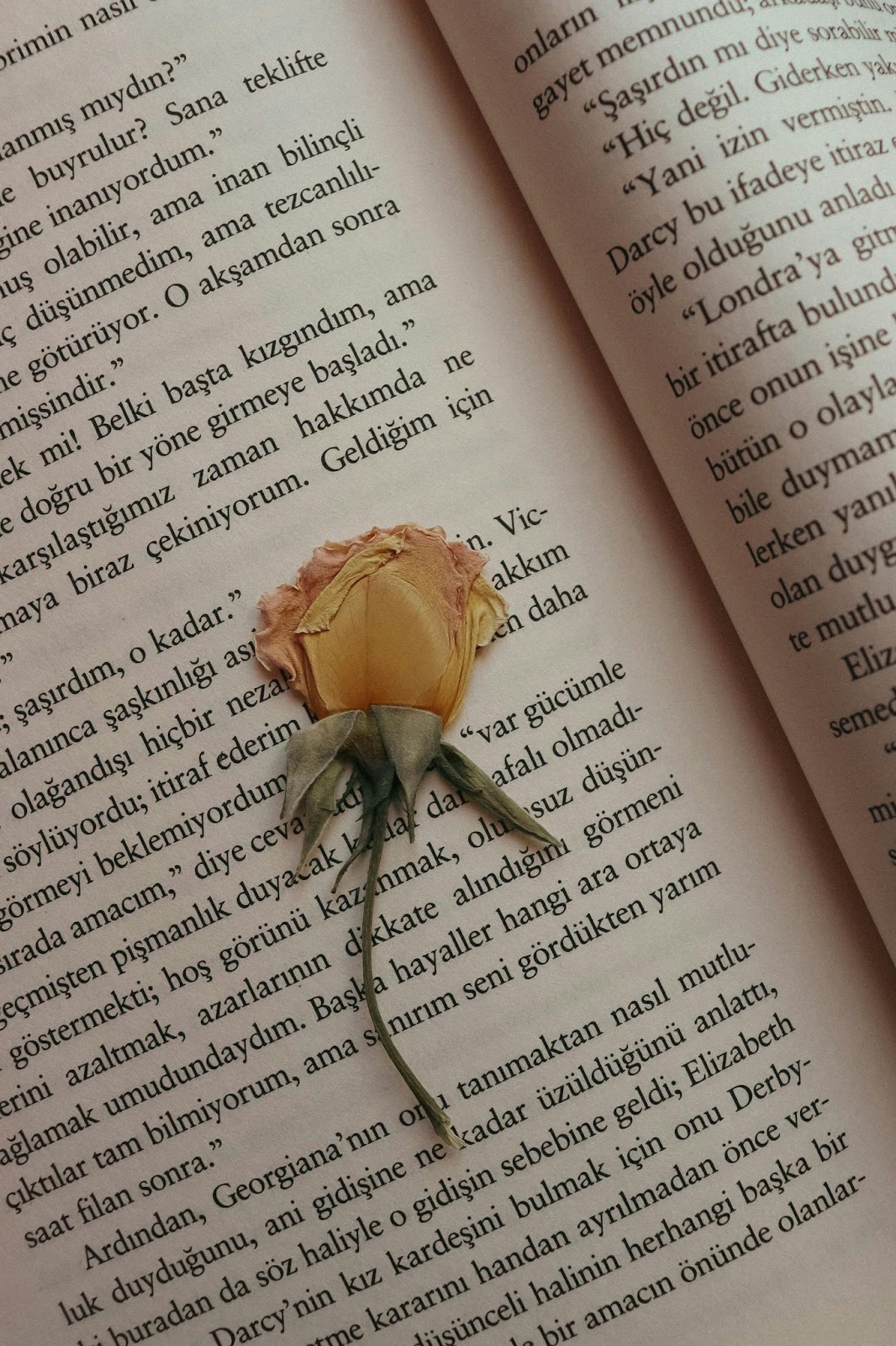 Stylish Book DP with a dried rose