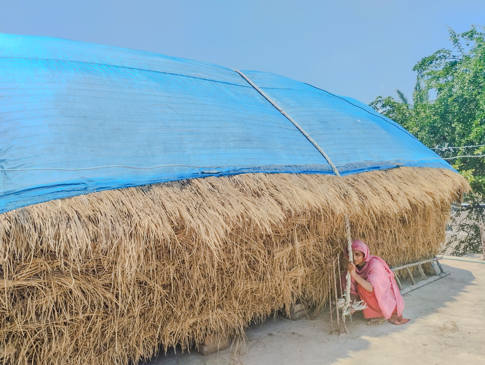  A project beneficiary in Satkhira district protects her fodder by securing it with rope and polythene to prevent damage from wind and rain