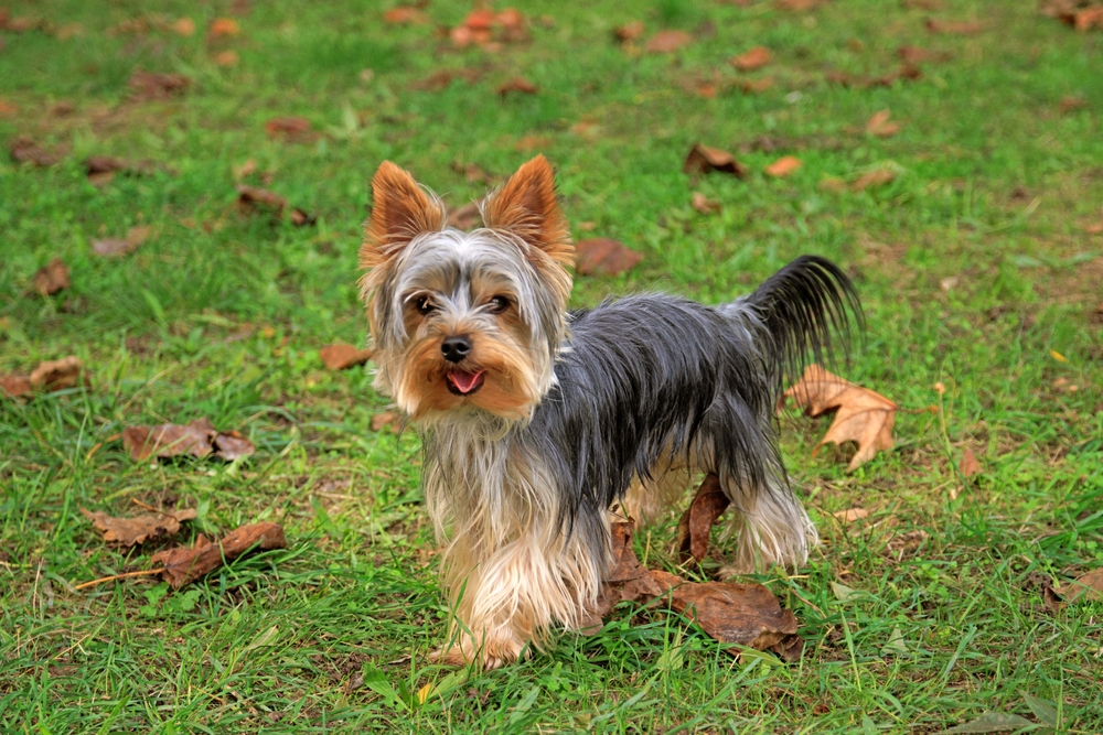 Yorkshire Terrier perro de pie sobre la hierba al aire libre