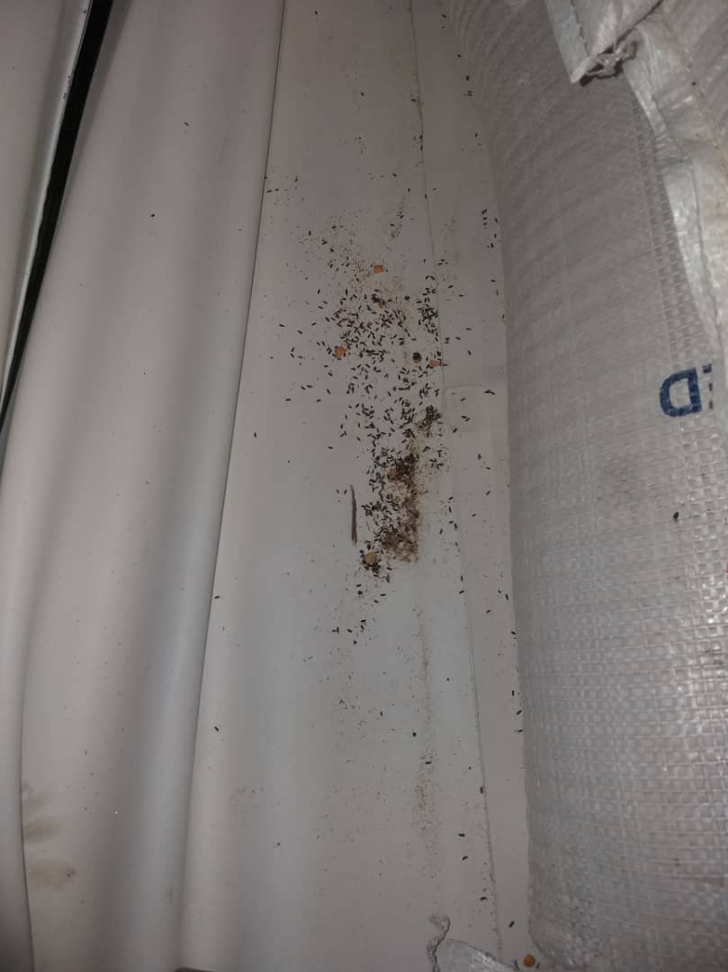 GrainPro Cocoon exterminating insect infestation